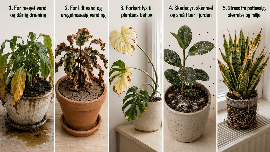 5 fejl der får dine planter til at dø og hvad du kan gøre for at stoppe dem