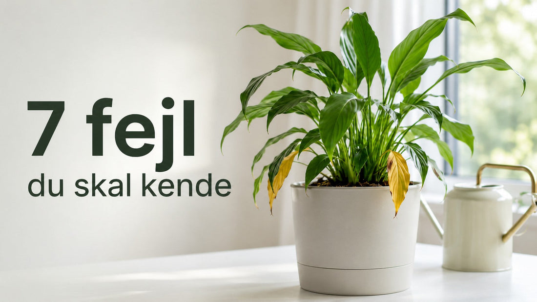 Vanding af planter i selvvandingspotter 7 almindelige fejl og hvordan du undgår dem