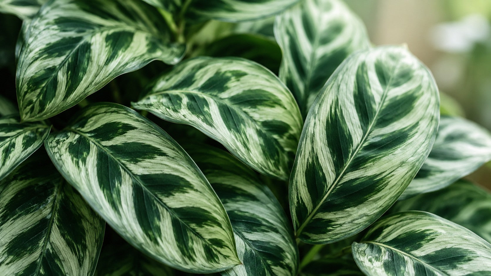 Calathea i selvvandingspotte: smukke blade, sart plante og krav til vandet