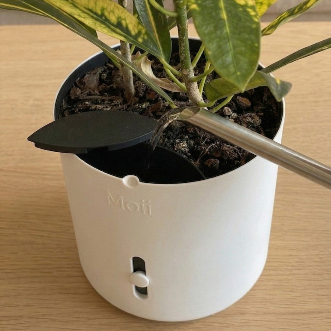 Hvornår skal planter vandes? Komplet guide til vanding af stueplanter