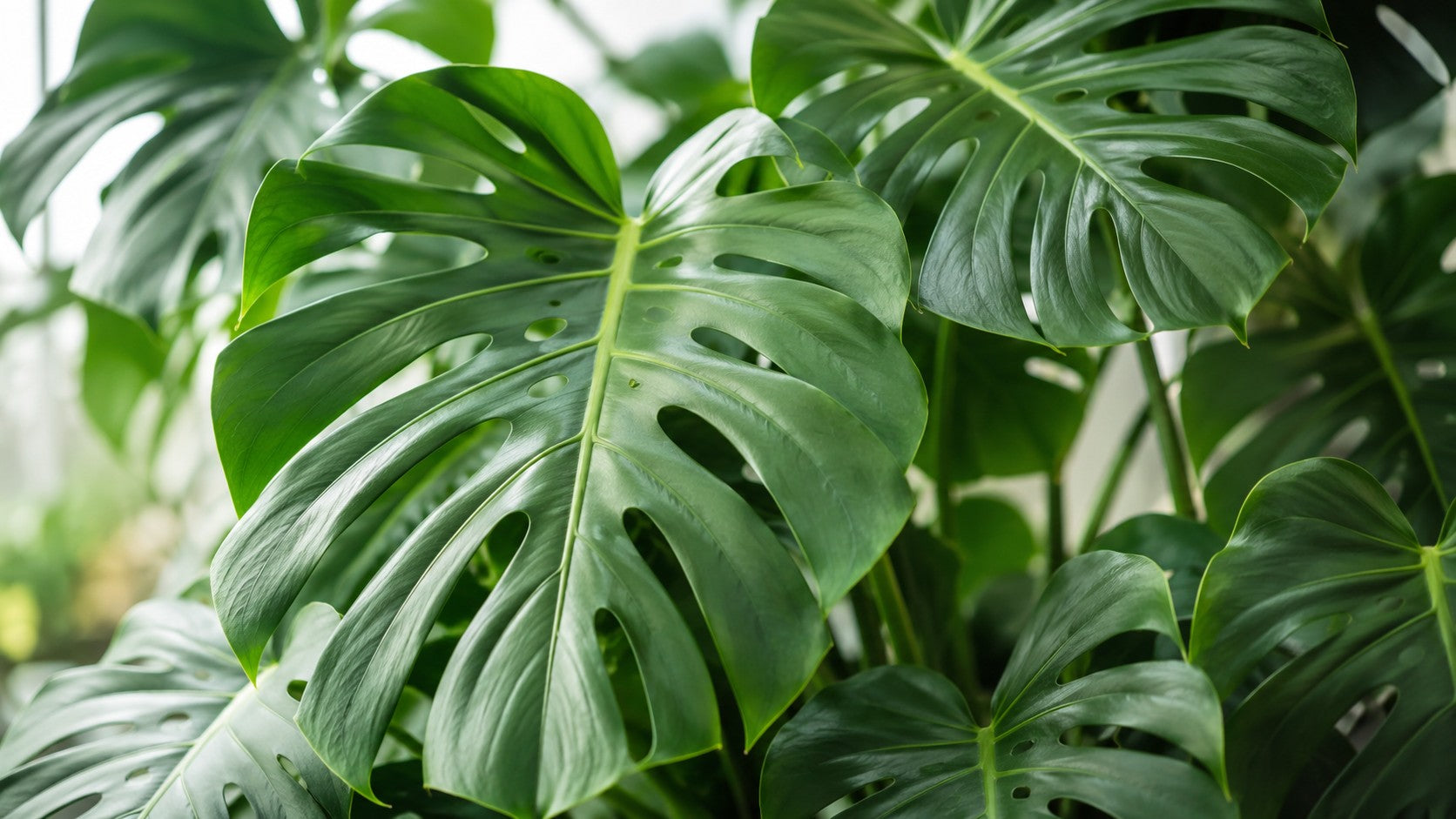 Monstera i selvvandingspotte: store blade kræver luft, ikke våd jord