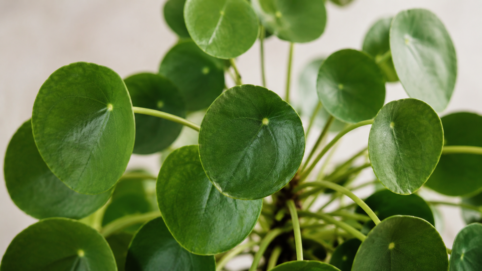 Pilea i selvvandingspotte: sådan undgår du gule blade og våd jord
