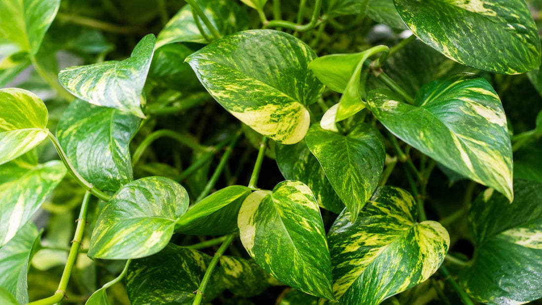 Guldranke i selvvandingspotte: nem plante, men ikke glad for våd jord