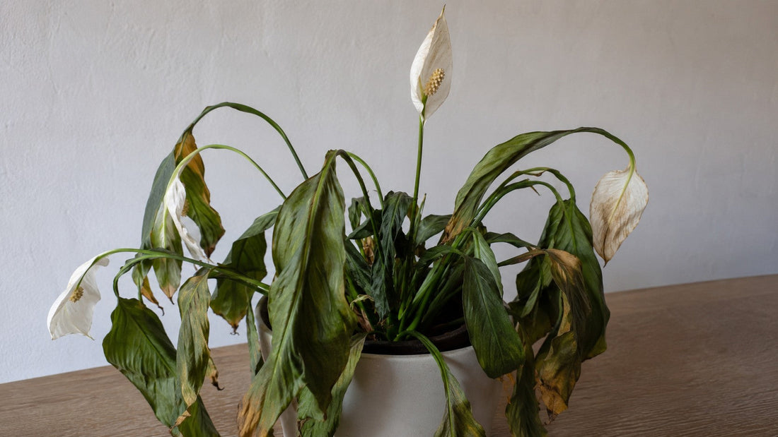 6 tegn på at din plante mangler vand og sådan redder du den før bladene falder af