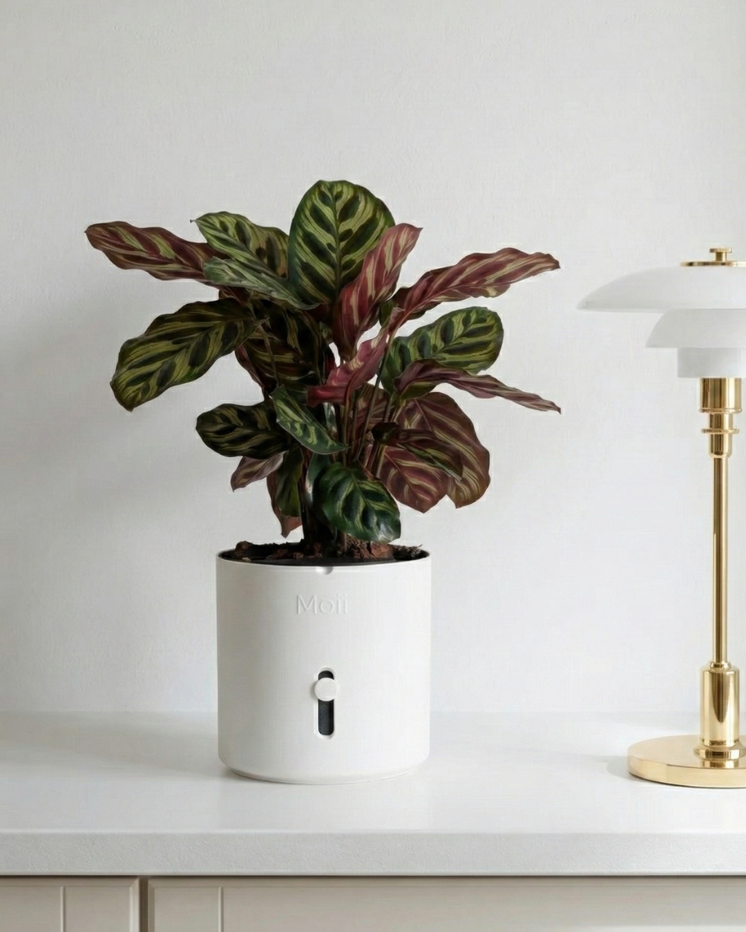 Selvvandingspotte: Side Level Planter