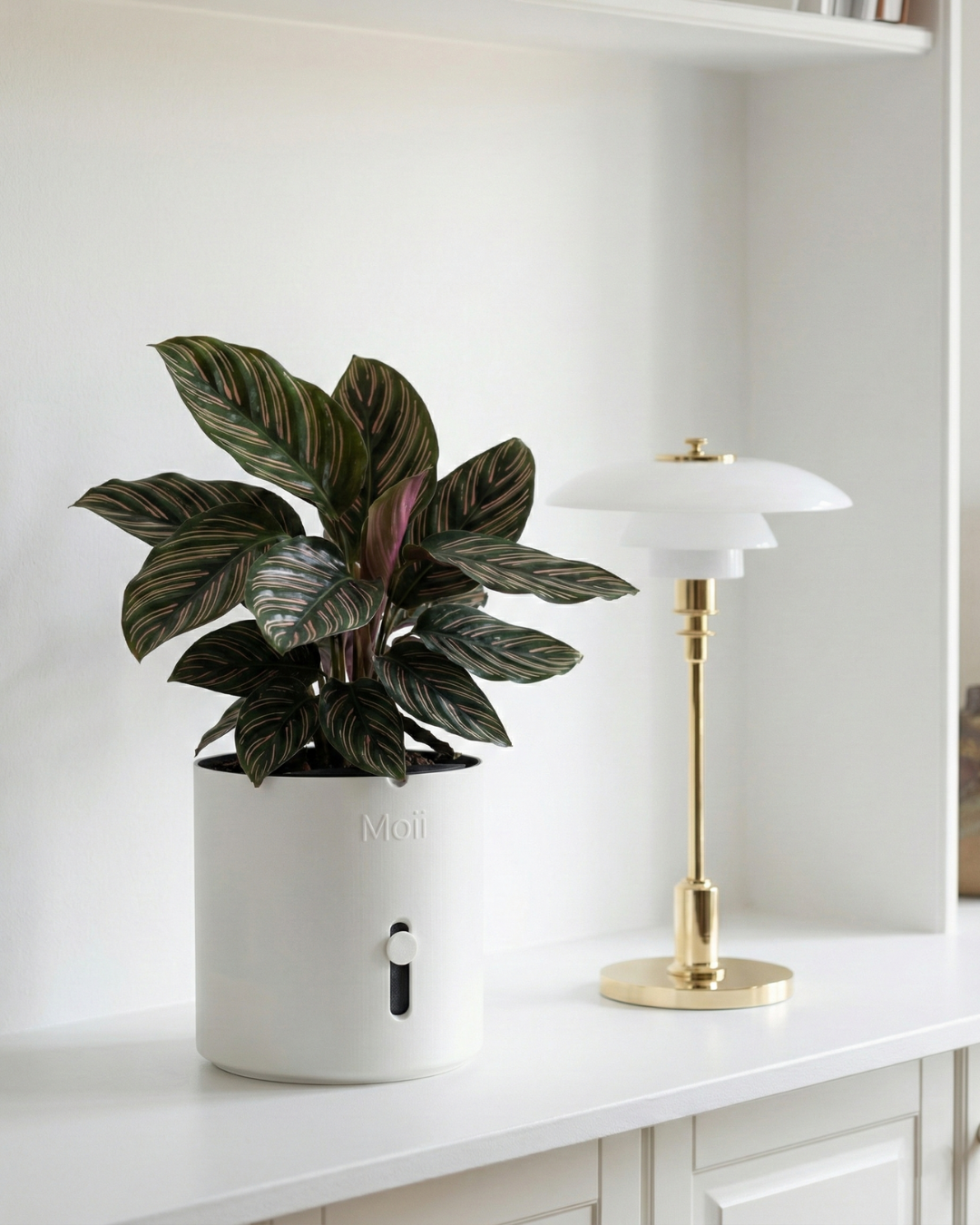 Selvvandingspotte: Side Level Planter