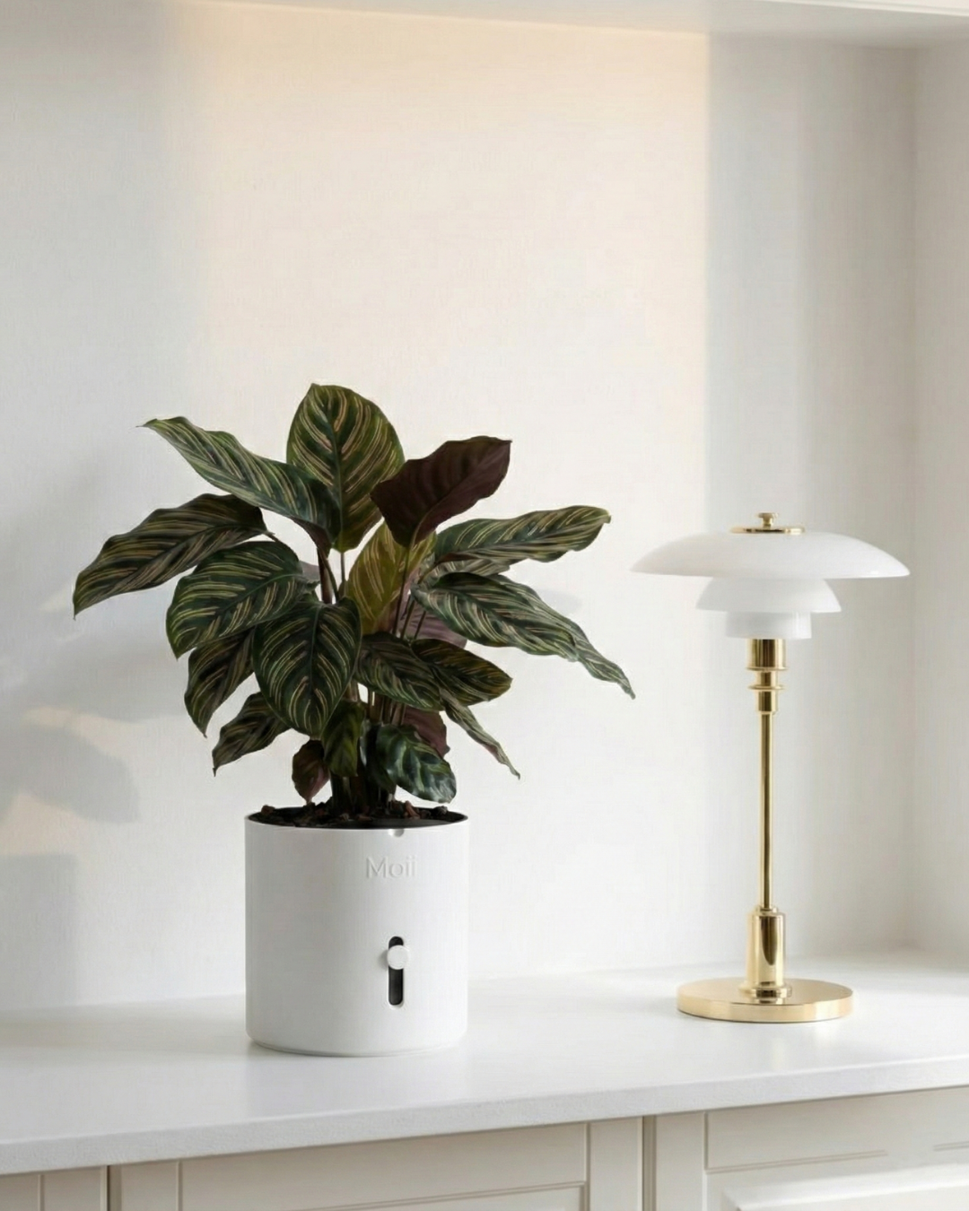 Selvvandingspotte: Side Level Planter