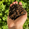 Self-watering soil: Moii Air Mix