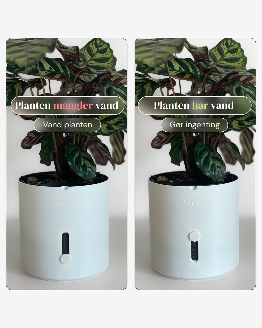 Hvid selvvandingspotte hvordan den virker White