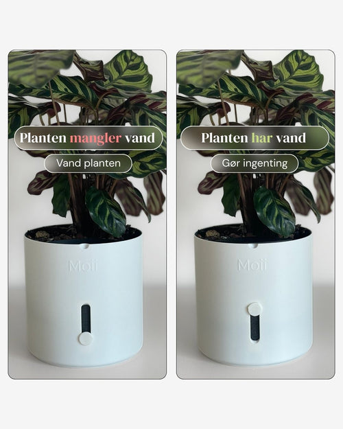 Hvid selvvandingspotte hvordan den virker White