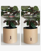 Latte-Brown selvvandingspotte som viser oppe og nede