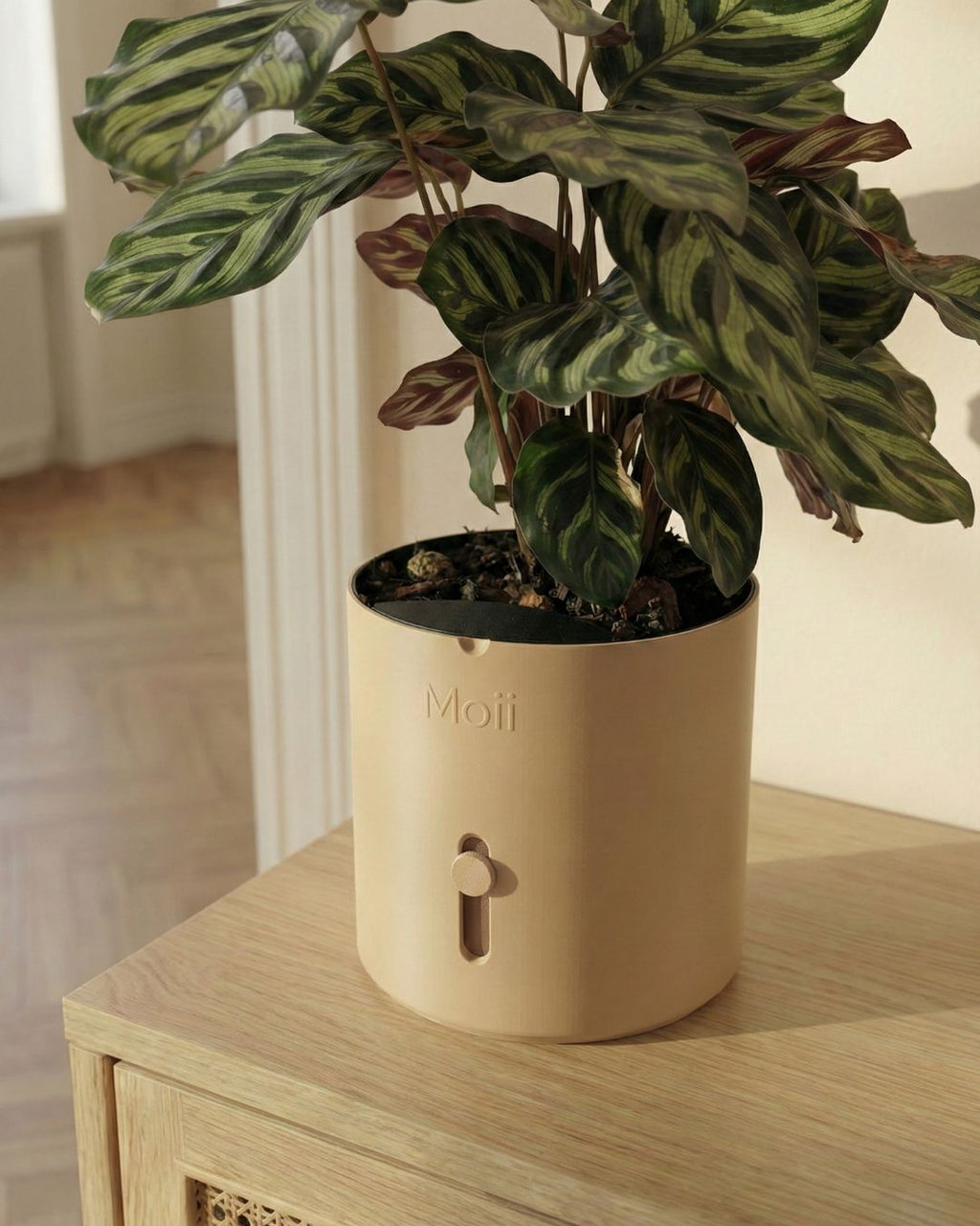 latte-brown selvvandingspotte med stueplante