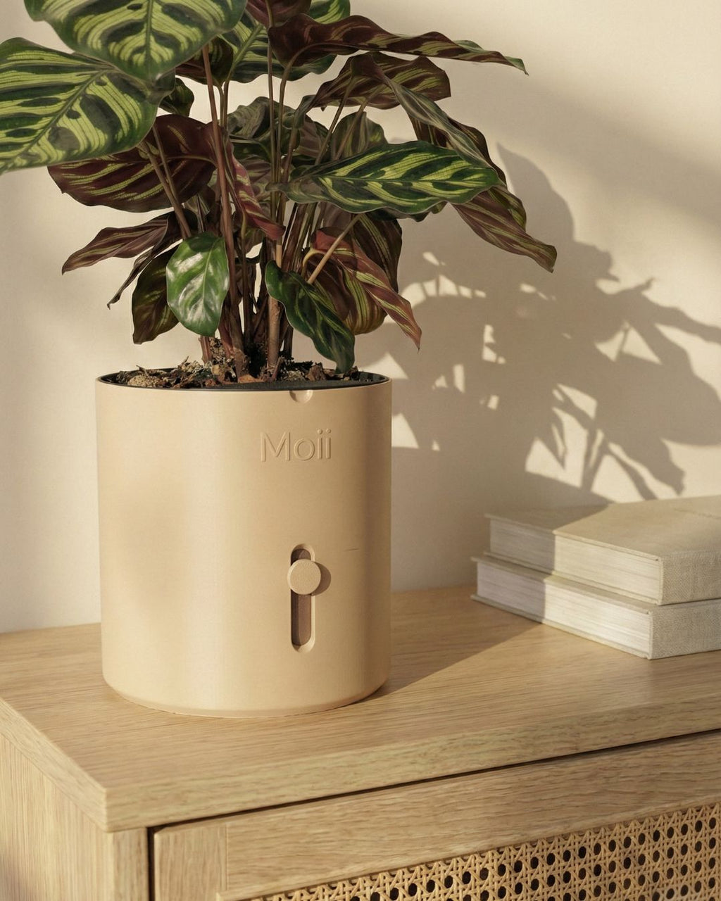 selvvandingspotte i latte-brown til stueplanter