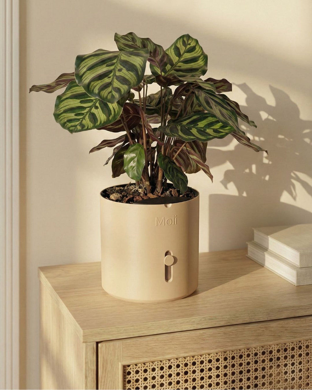 selvvandingspotte i latte-brown med synlig indikator