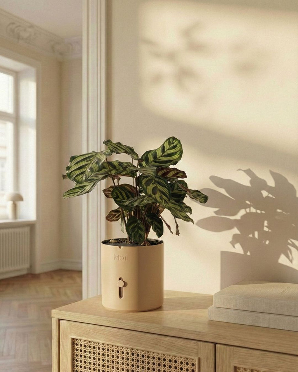 selvvandingspotte i latte-brown med synlig indikator