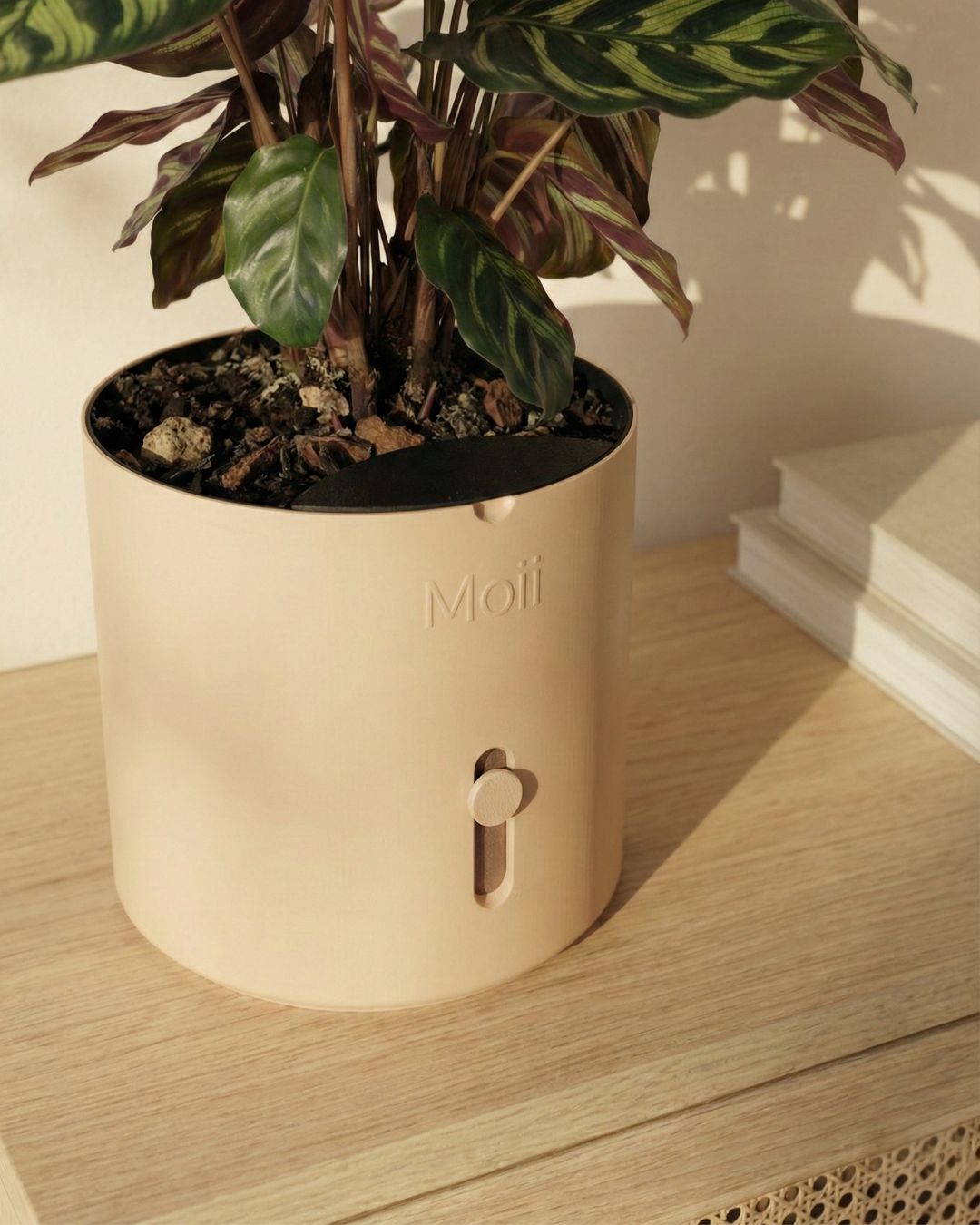 latte-brown selvvandingspotte med stueplante