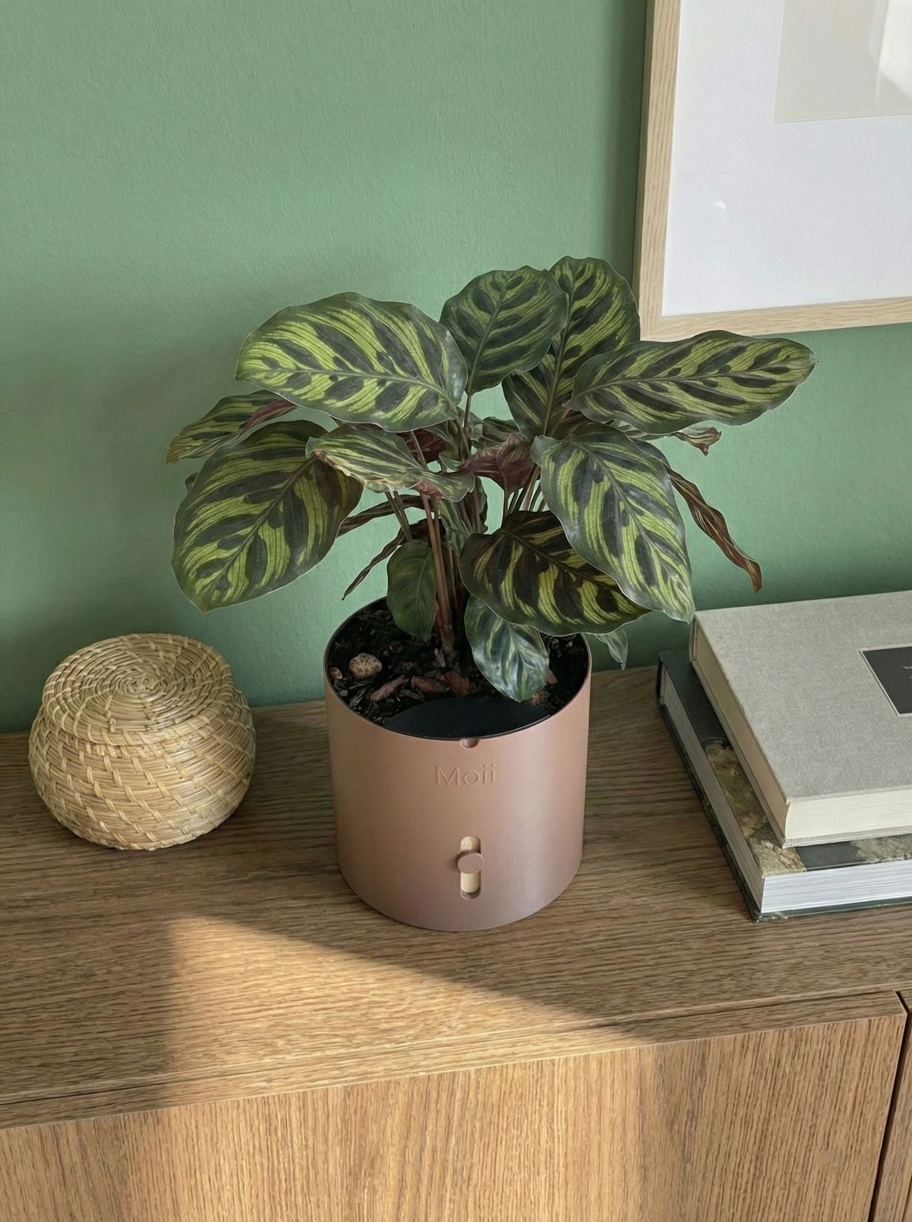 moii selvvandingspotte mørkebrun Dark-brown