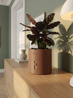 moii selvvandingspotte mørkebrun Dark-brown