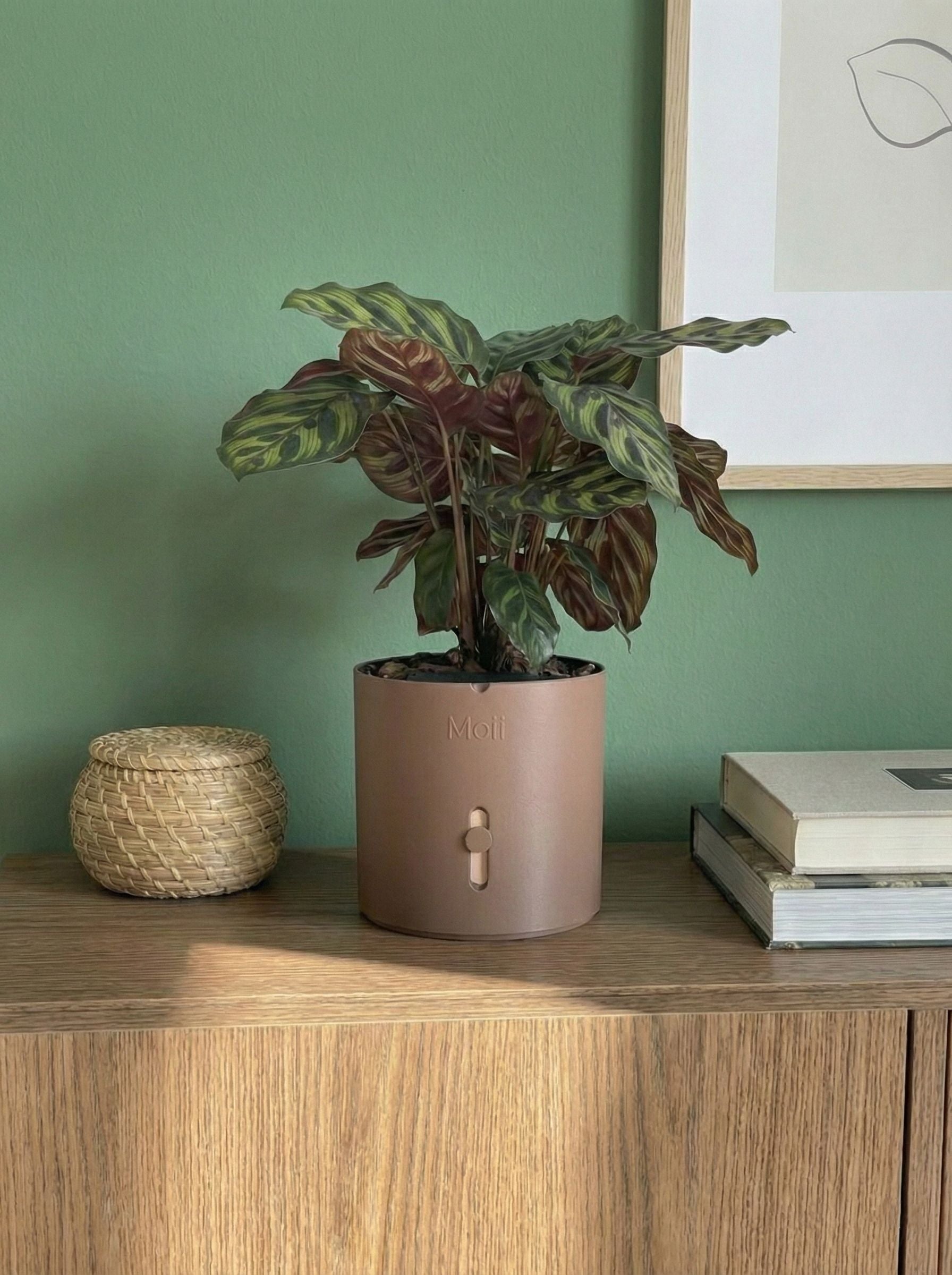 mørkebrune selvvandingspotter med planter Dark-brown