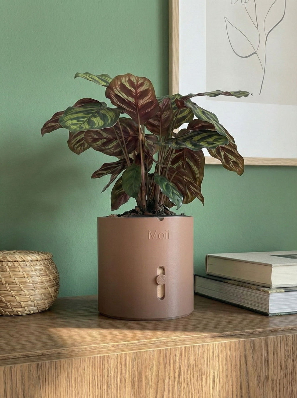 mørkebrun selvvandingspotte i dansk design til stueplanter Dark-brown