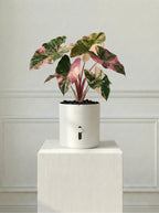 hvid selvvandingspotte med stueplante White