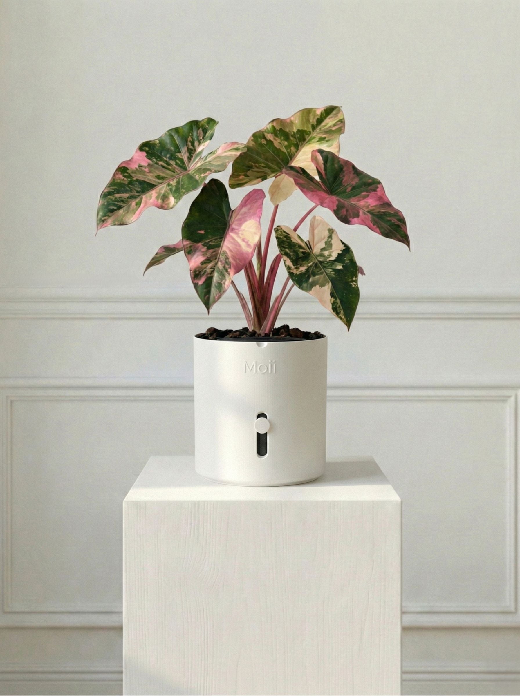 hvid selvvandingspotte med stueplante White