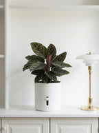 closeup af vandindikator på hvid selvvandingspotte white