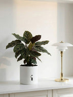 moii selvvandingspotte hvid white