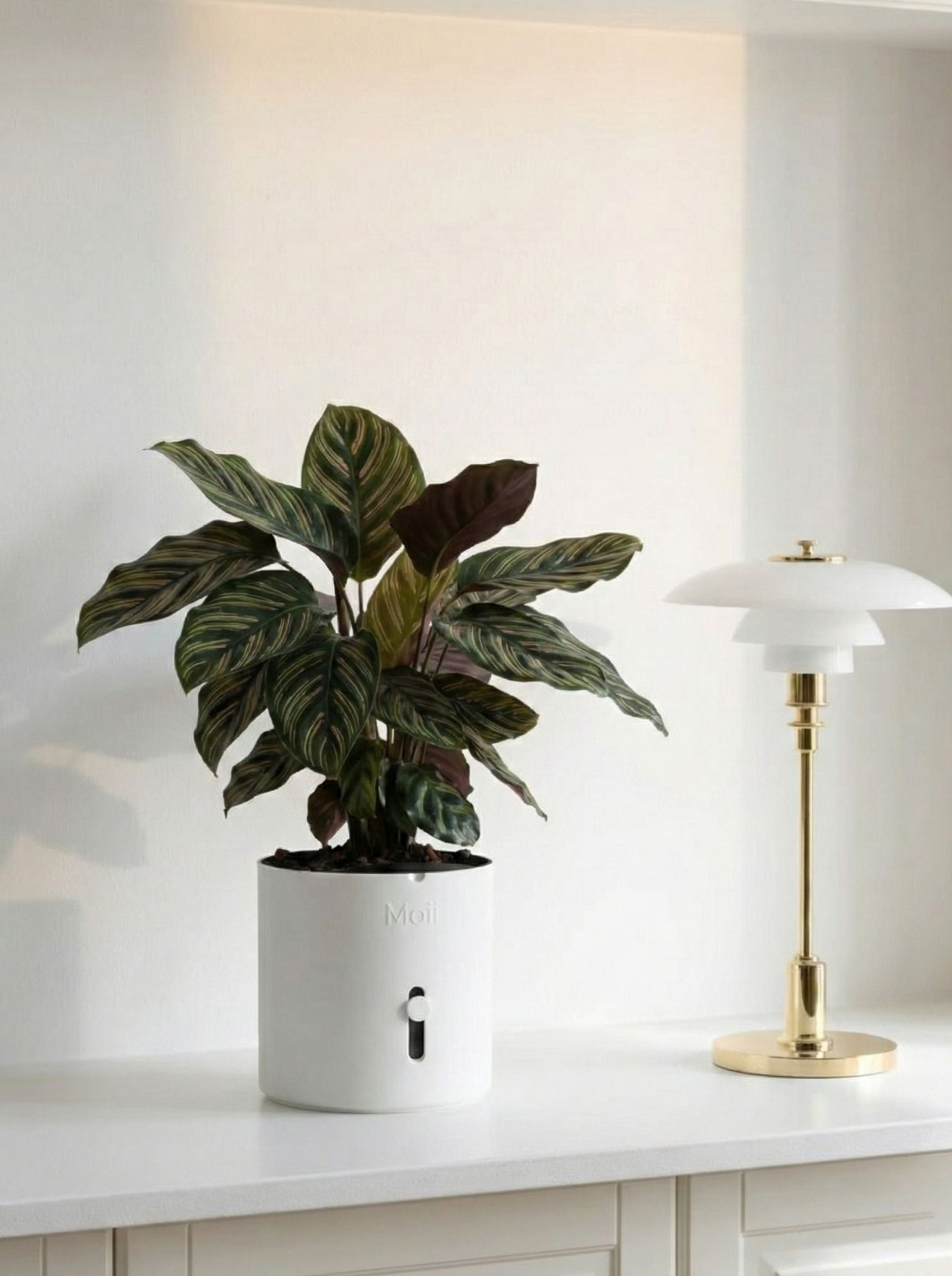 moii selvvandingspotte hvid white