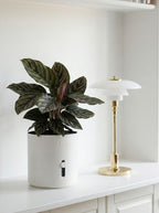 hvid selvvandingspotte i dansk design til stueplanter white