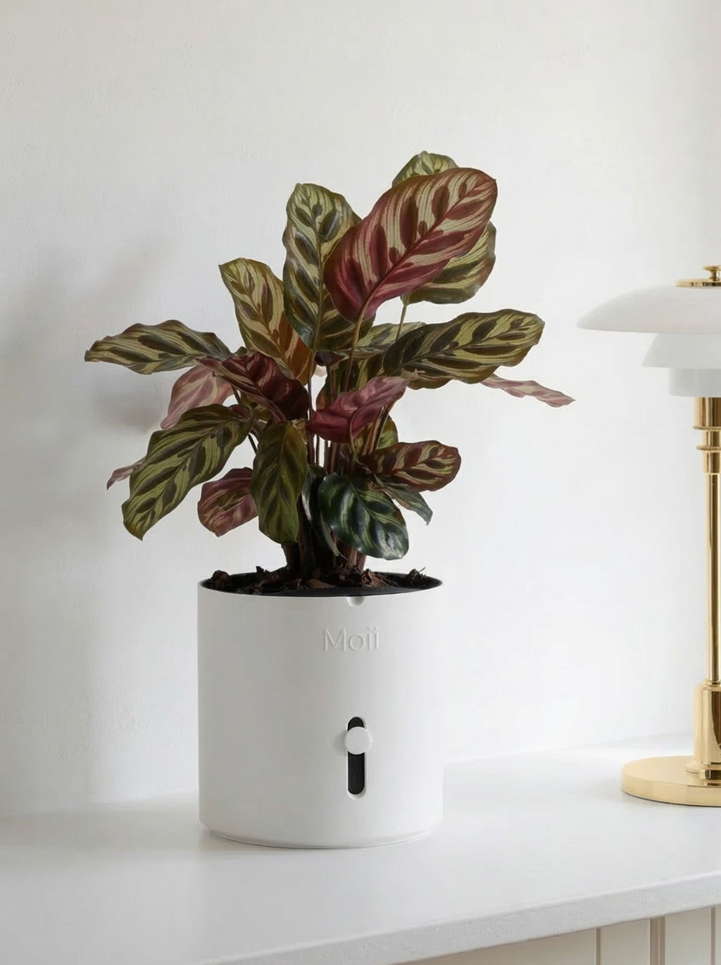 closeup af vandindikator på hvid selvvandingspotte white