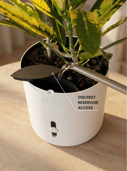Selvvandingspotter der viser dig, hvornår planten mangler vand White